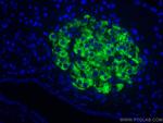 Ins1 Antibody in Immunohistochemistry (Paraffin) (IHC (P))