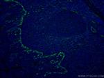 TLR8 Antibody in Immunohistochemistry (Paraffin) (IHC (P))