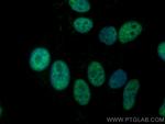 RBM39 Antibody in Immunocytochemistry (ICC/IF)