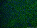 Arfaptin-1 Antibody in Immunohistochemistry (Paraffin) (IHC (P))