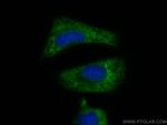 PLCL2 Antibody in Immunocytochemistry (ICC/IF)