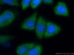 AHCYL2 Antibody in Immunocytochemistry (ICC/IF)