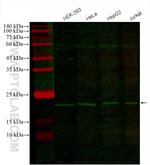 RAN Antibody in Western Blot (WB)