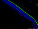 ANO2 Antibody in Immunohistochemistry (Paraffin) (IHC (P))