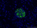 Ins1 Antibody in Immunohistochemistry (Paraffin) (IHC (P))