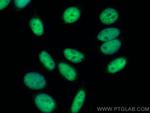 NF45 Antibody in Immunocytochemistry (ICC/IF)