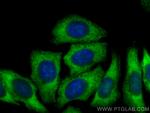 PTGES3 Antibody in Immunocytochemistry (ICC/IF)