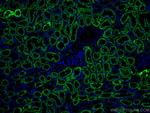 AIF Antibody in Immunohistochemistry (Paraffin) (IHC (P))