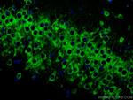 FXR1 Antibody in Immunohistochemistry (Paraffin) (IHC (P))