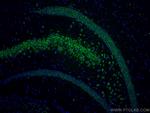 FXR1 Antibody in Immunohistochemistry (Paraffin) (IHC (P))