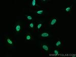 HNRNPA1 Antibody in Immunocytochemistry (ICC/IF)