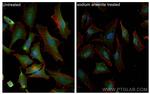 G3BP1 Antibody in Immunocytochemistry (ICC/IF)