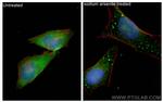 G3BP1 Antibody in Immunocytochemistry (ICC/IF)