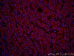 VDAC1/Porin Antibody in Immunohistochemistry (PFA fixed) (IHC (PFA))