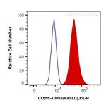 Palladin Antibody in Flow Cytometry (Flow)