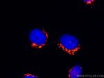 GOLGA2/GM130 Antibody in Immunocytochemistry (ICC/IF)