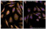 G3BP2 Antibody in Immunocytochemistry (ICC/IF)