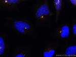 PCM1 Antibody in Immunocytochemistry (ICC/IF)