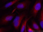 Alpha Tubulin Antibody in Immunocytochemistry (ICC/IF)