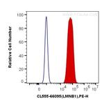 Lamin B1 Antibody in Flow Cytometry (Flow)