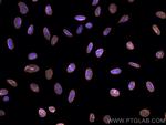 Lamin B1 Antibody in Immunocytochemistry (ICC/IF)