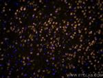 NeuN Antibody in Immunohistochemistry (Paraffin) (IHC (P))