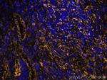 TMEM173/STING Antibody in Immunohistochemistry (Paraffin) (IHC (P))