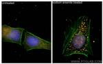 G3BP1 Antibody in Immunocytochemistry (ICC/IF)