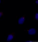 ARL13B Antibody in Immunocytochemistry (ICC/IF)