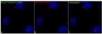 ARL13B Antibody in Immunocytochemistry (ICC/IF)