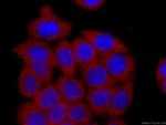 BORIS Antibody in Immunocytochemistry (ICC/IF)