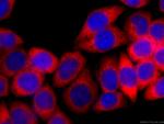 EEF1D Antibody in Immunocytochemistry (ICC/IF)