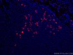 Human IgA Antibody in Immunohistochemistry (PFA fixed) (IHC (PFA))