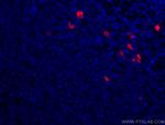 Human IgA Antibody in Immunohistochemistry (PFA fixed) (IHC (PFA))