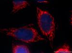 ALDH1A1 Antibody in Immunocytochemistry (ICC/IF)