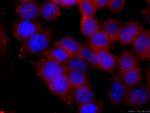 PCMT1 Antibody in Immunocytochemistry (ICC/IF)