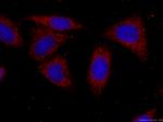 PRDX4 Antibody in Immunocytochemistry (ICC/IF)