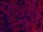 TNF alpha Antibody in Immunohistochemistry (PFA fixed) (IHC (PFA))