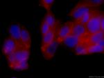 c-SRC Antibody in Immunocytochemistry (ICC/IF)