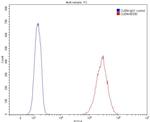 Vimentin Antibody in Flow Cytometry (Flow)