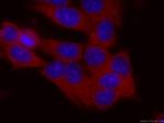 DBC1 Antibody in Immunocytochemistry (ICC/IF)