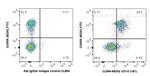 CD1d Antibody in Flow Cytometry (Flow)