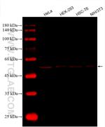 alpha Tubulin Antibody in Western Blot (WB)