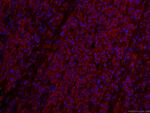 IVD Antibody in Immunohistochemistry (PFA fixed) (IHC (PFA))