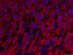 IVD Antibody in Immunohistochemistry (PFA fixed) (IHC (PFA))