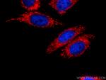 HSP60 Antibody in Immunocytochemistry (ICC/IF)