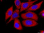 IA-2/PTPRN Antibody in Immunocytochemistry (ICC/IF)