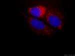 NDUFA4L2 Antibody in Immunocytochemistry (ICC/IF)