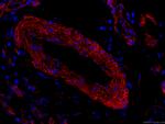 Caveolin-1 Antibody in Immunohistochemistry (PFA fixed) (IHC (PFA))