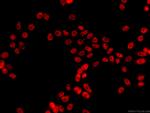 HDAC1 Antibody in Immunocytochemistry (ICC/IF)